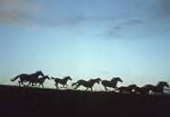 Horse herd against sky backdrop