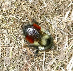 Is it a good bee, or a bad bee? - Homesteading Questions