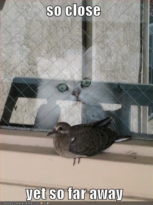 funny-pictures-cat-and-bird-are-so-.jpg