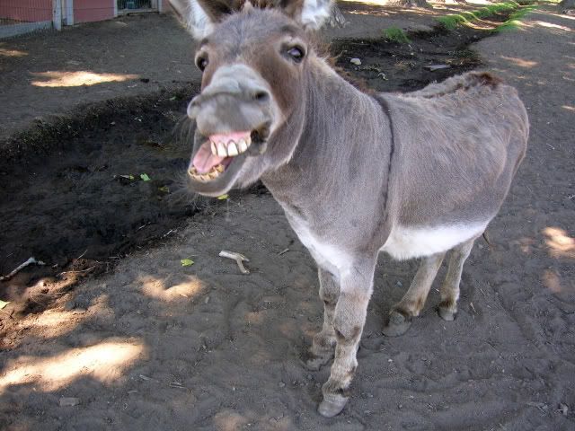 donkey20oatie20image1.jpg