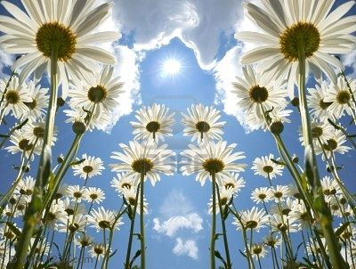 4813343-daisies-on-sunny-day-with-clouds-and-sun-in-background.jpg