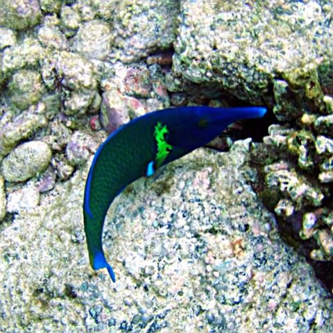 Bird_Wrasse.jpg