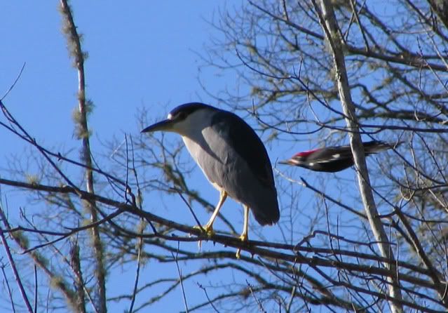 Black_Crowned_Night_Heron_-_Pileated_Woodpecker.jpg
