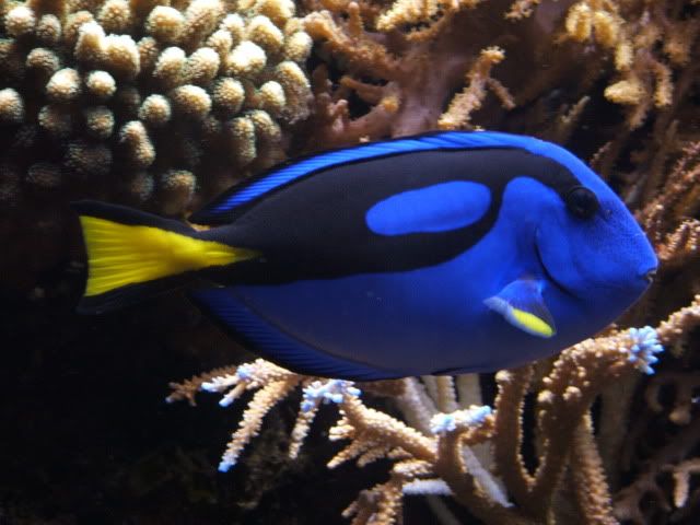 Blue_tang_Paracanthurus_hepatus_02.jpg