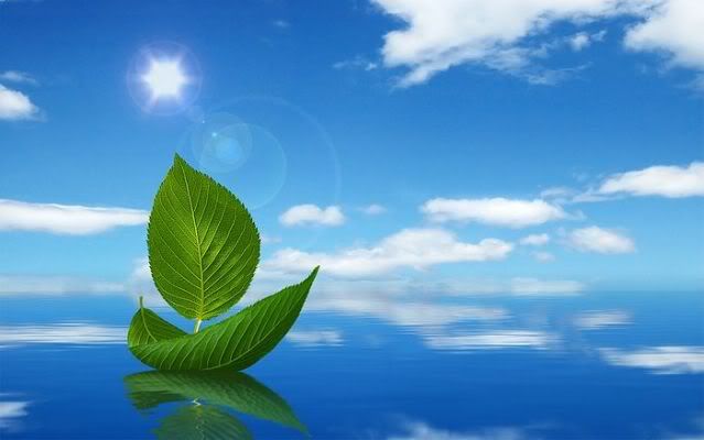 Creative_design_sailing_leaves_under_blue_sky.jpg