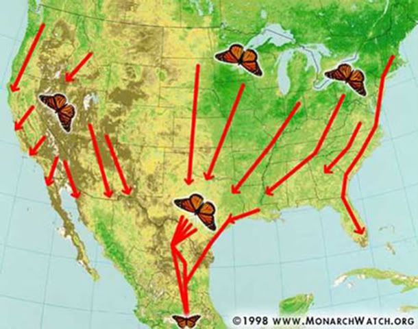 MOBU-migration-map.jpg