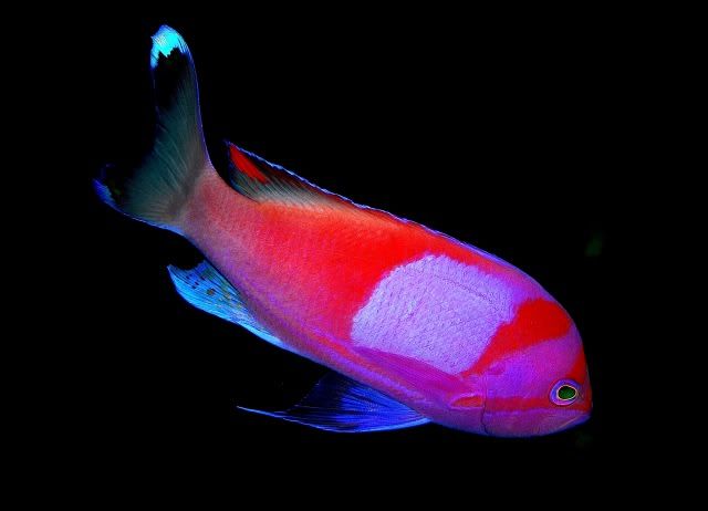 Pseudanthias_pleurotaenia.jpg