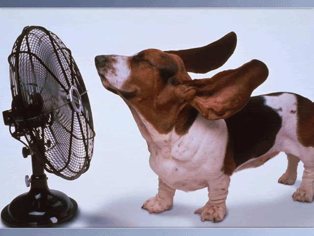 5045-2-funny_dogs_-_10.gif