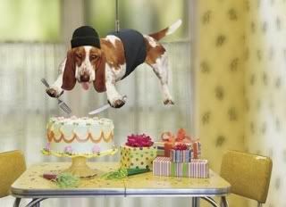 HappyBirthdayDog-1.jpg