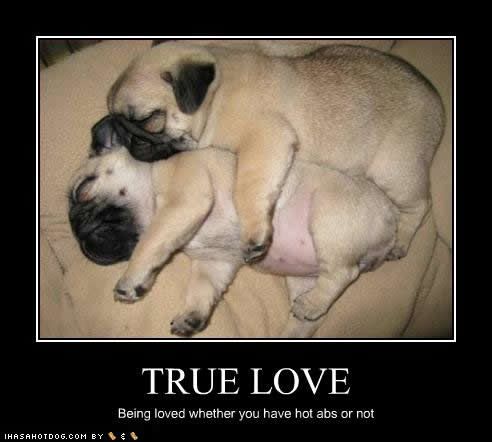 cute-puppy-pictures-true-love.jpg