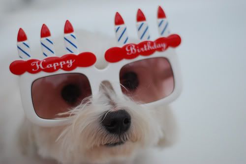 happybirthdaypuppy.jpg