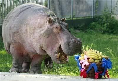 hippo.jpg