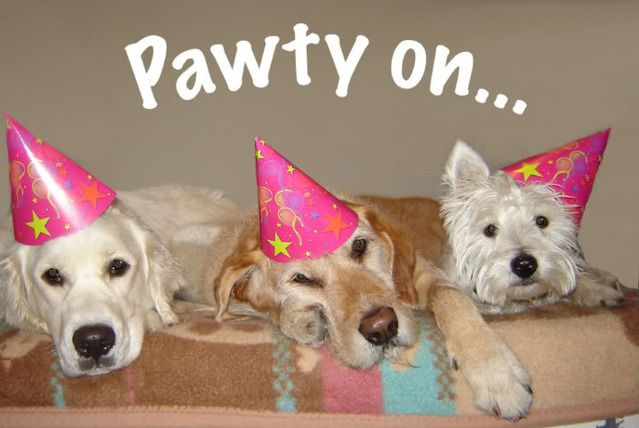 pawtyon.jpg