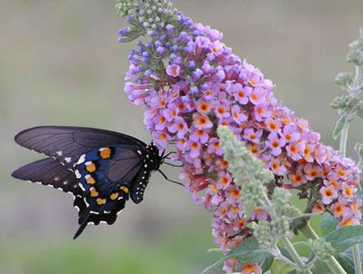 butterfly-bush-l3_zps21684cb8.jpg