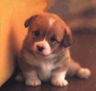 cute-new-puppy-quotes-sayings.png