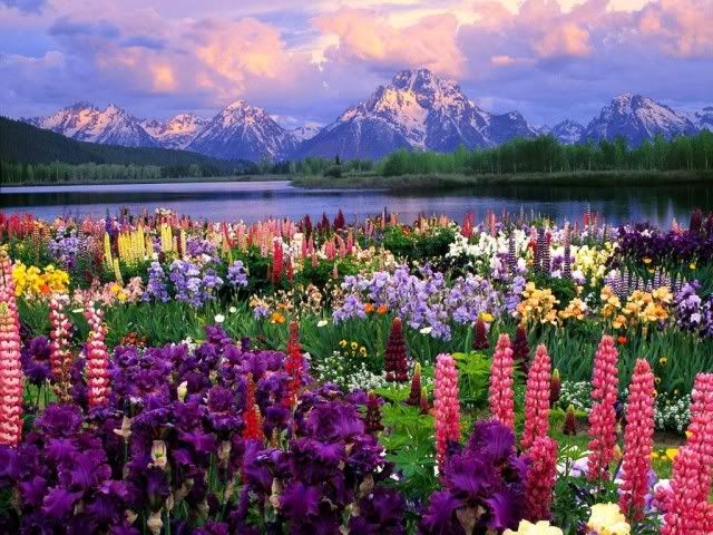 field-of-flowers-02.jpg