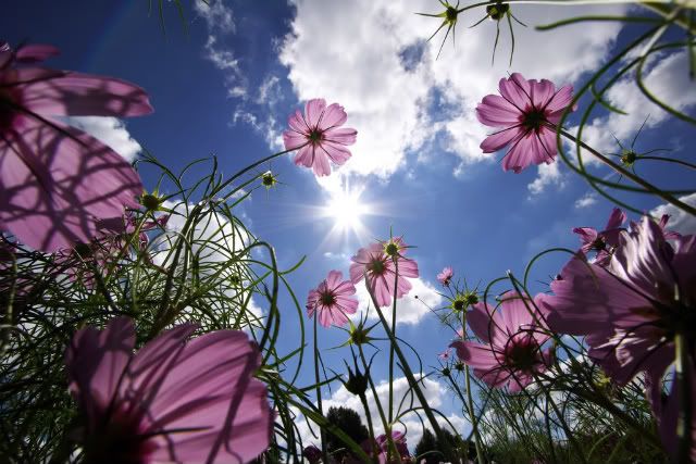 purple-sun-flowers-sky.jpg