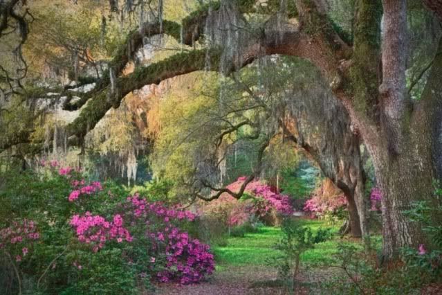 treeandazaleas.jpg