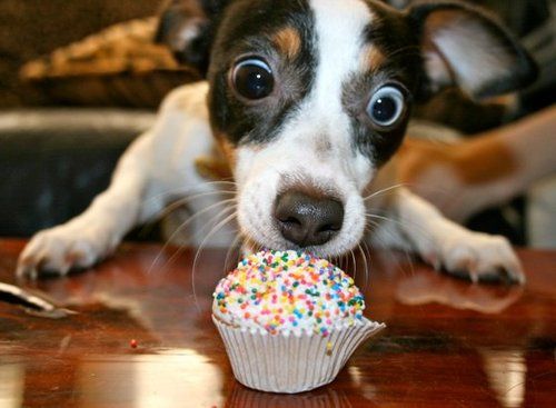 Dog-Eating-a-cupcake_zps0834c2bc.jpg