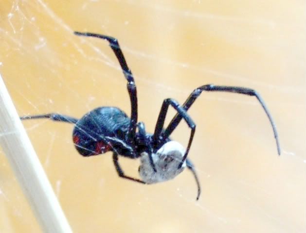 Latrodectus_mactans_eating.jpg