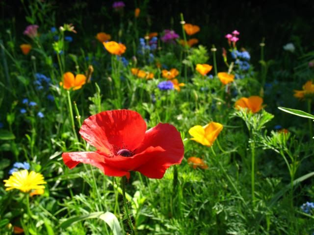 PR-wildflowers-red-poppy_zps4a6bbde5.jpg