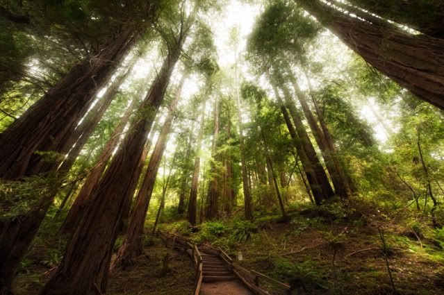 The-incredible-canopy-of-the-Muir-Woods-900.jpg