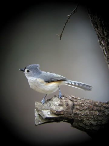 Tufted_Titmouse.jpg