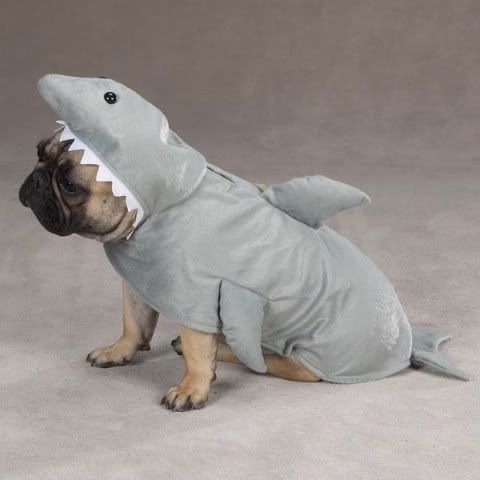 US838ZackZoeyLandSharkDogCostume1.jpg