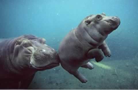 baby-hippo_zps4bde84e8.jpg