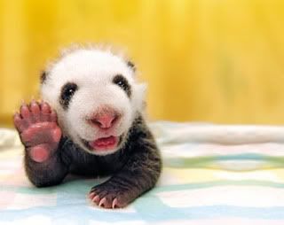 baby-panda-waving-pic.jpg