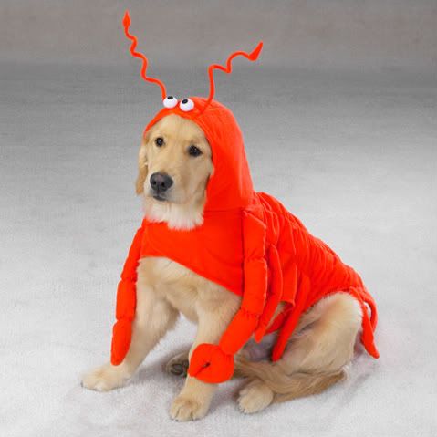 LobsterPawsDogCostume.jpg