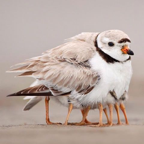 funny-seagull-baby-mom-hug.jpg