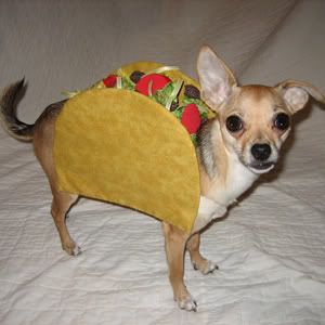 taco-dog.jpg