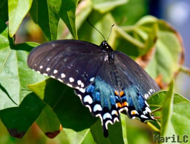 Black-BlueButterfly.jpg