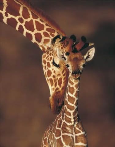 Karl-Amman-The-Giraffe-s-Kiss-206589.jpg