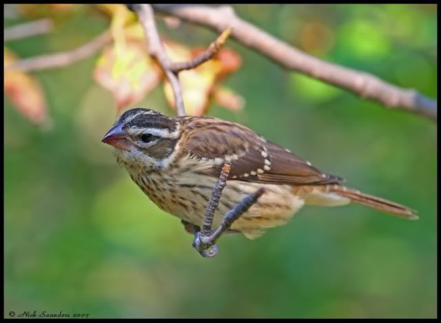 Rose-breastedGrosbeak-sm010907.jpg