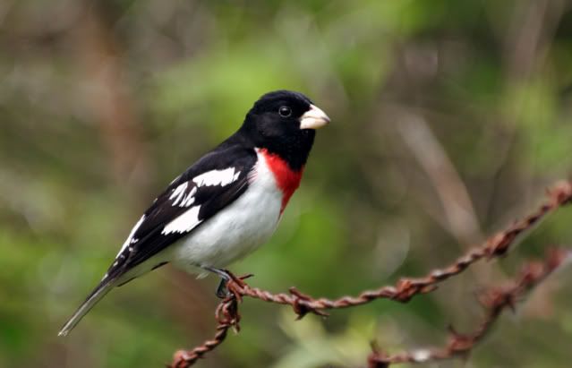 rose-breasted-grosbeak-by-rob-fry.jpg