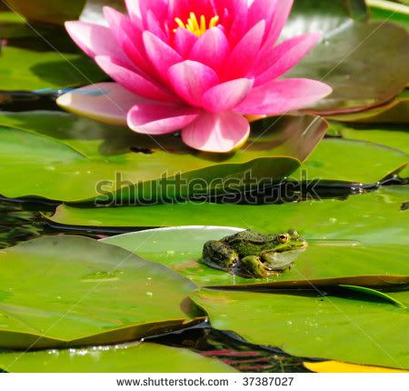 stock-photo-small-frog-on-a-lily-pad-in-a-pond-with-a-blooming-pink-lily-37387027.jpg