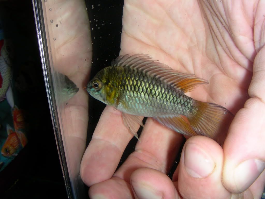 fish3261.jpg