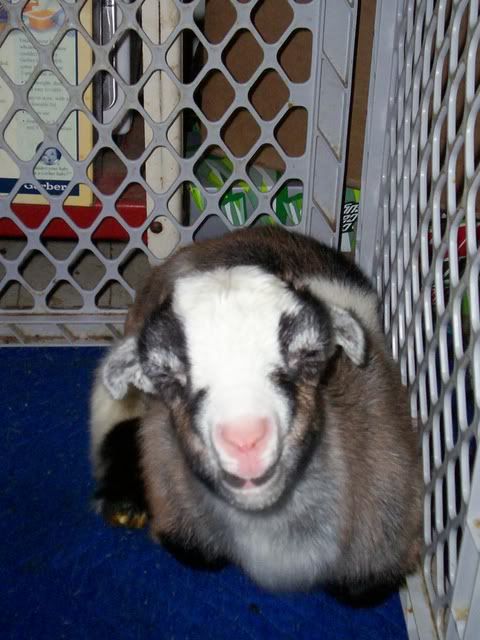 LaMancha X...what kind of ears? - Goats