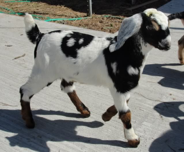 the frat boys partied in the sunshine - Goats