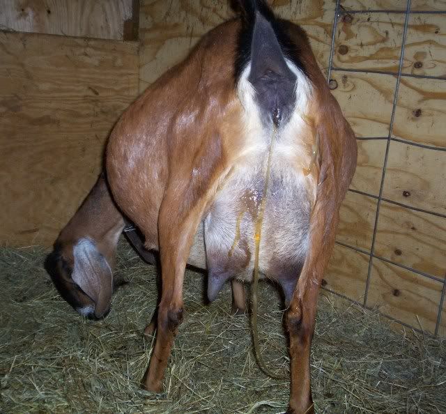 Is this the goo you guys talk about??  picture, not pretty - Goats