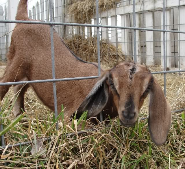 Ages Ago Acres Jan. baby pics - Goats