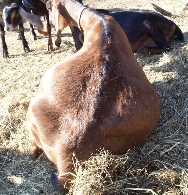 Kiding Practice and Things to know - Goats