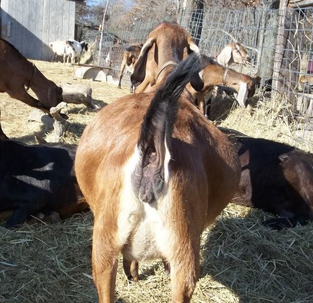 Kiding Practice and Things to know - Goats