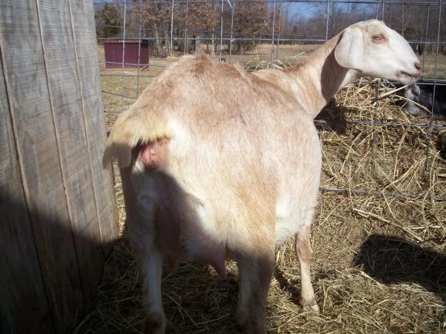 Kiding Practice and Things to know - Goats