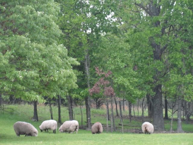 Thinking about getting a four-legged lawn mower... - Goats