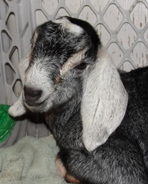 Ages Ago Acres Jan. baby pics - Goats