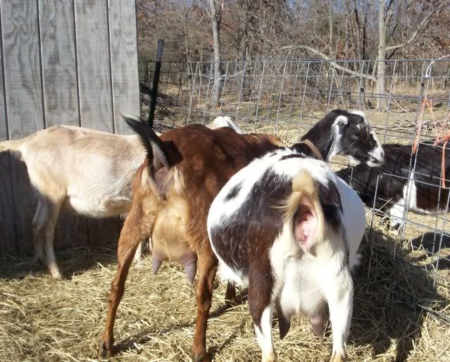 Kiding Practice and Things to know - Goats