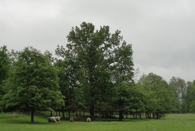 Thinking about getting a four-legged lawn mower... - Goats